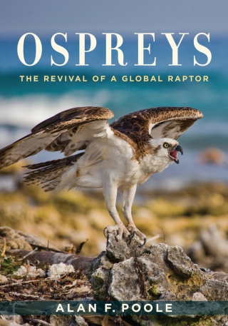 Cover image: Ospreys 9781421427157