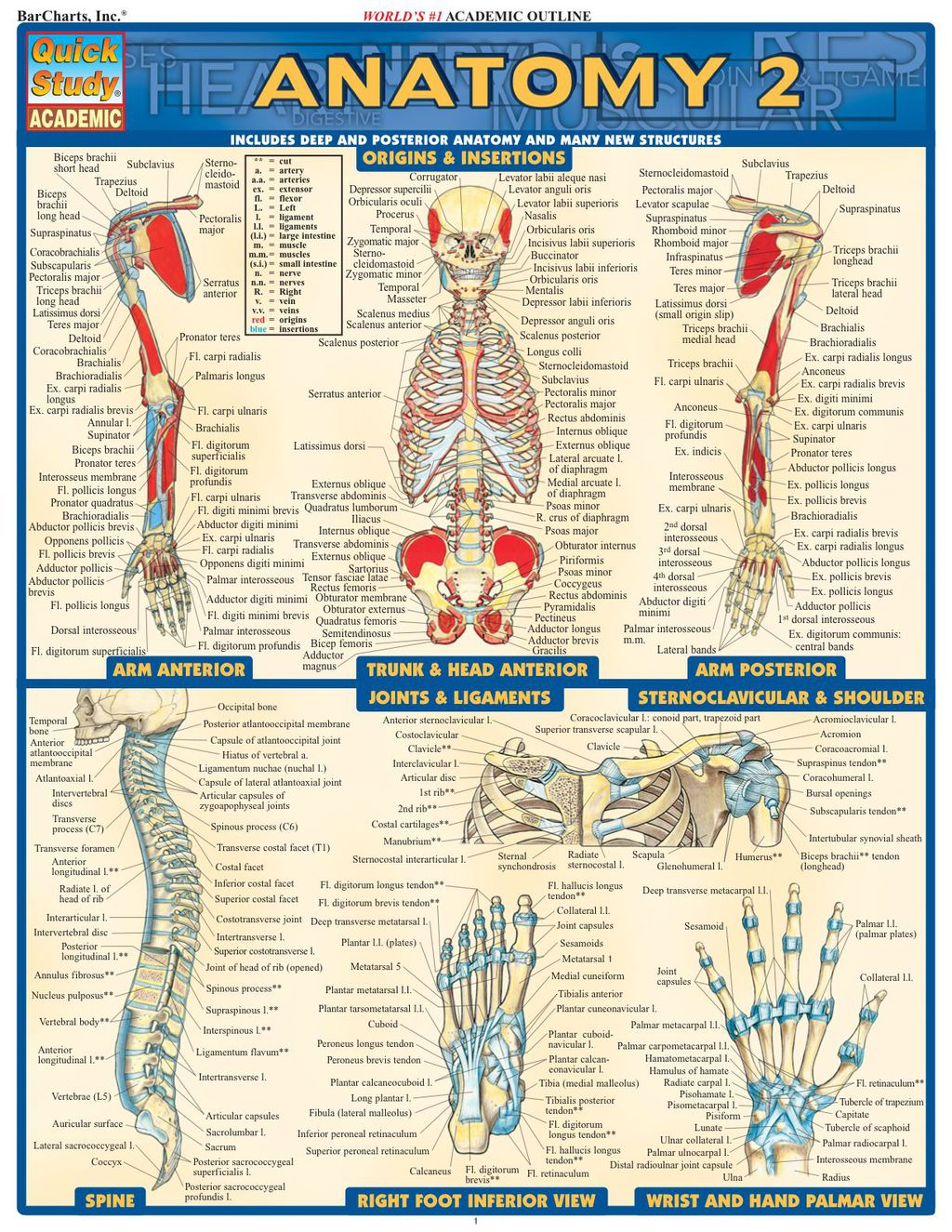 Anatomy 2 1st Edition