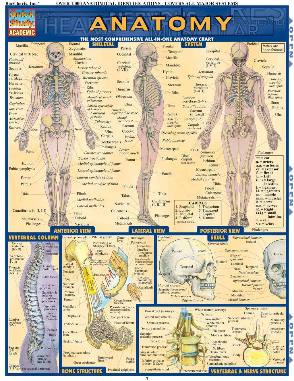 Anatomy – Reference Guide (8.5 x 11) a QuickStudy reference tool 1st Edition