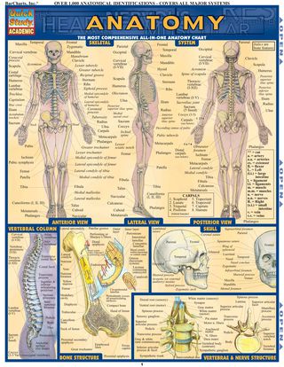 Titelbild: Anatomy - Reference Guide (8.5 x 11) 1st edition 9781423222781