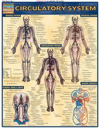 Omslagafbeelding: Circulatory System 1st edition 9781572225244