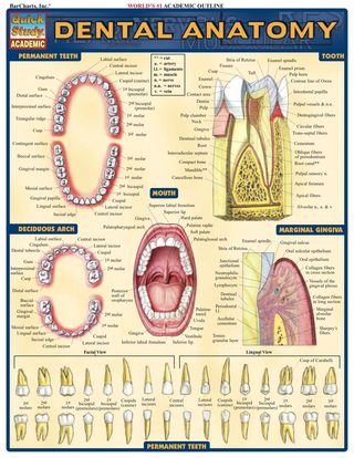 Cover image: Dental Anatomy 1st edition