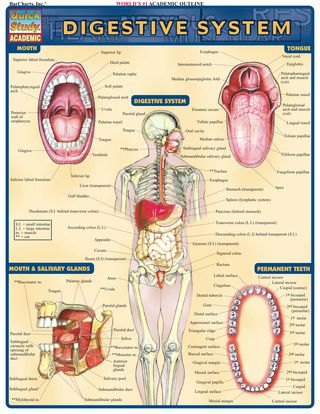 Cover image: Digestive System 1st edition 9781572225251