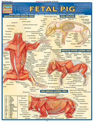 Imagen de portada: Fetal Pig 1st edition 9781423201779