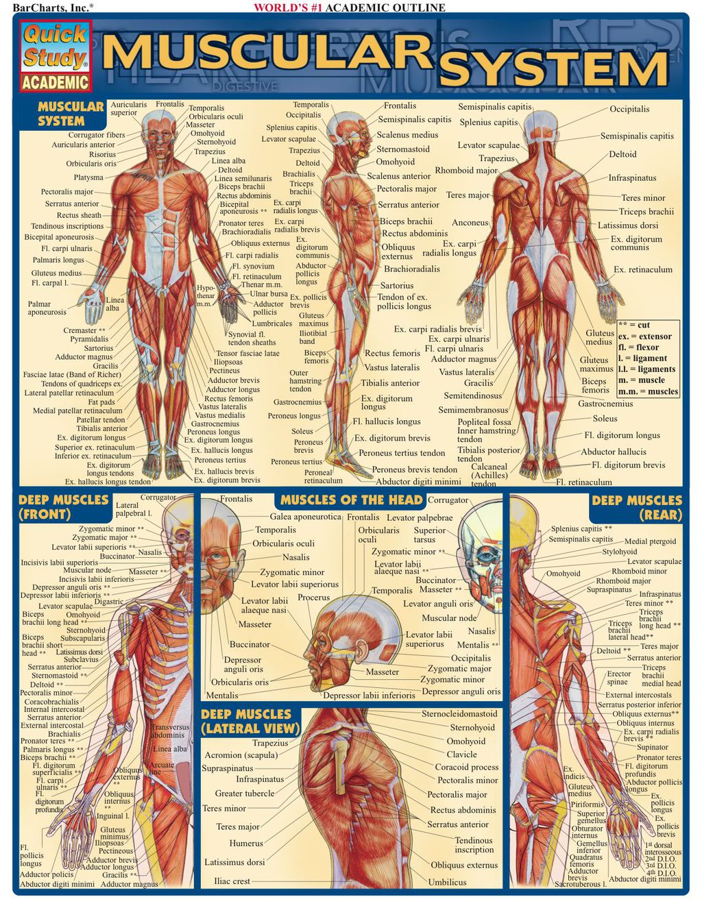 Muscular System 1st Edition