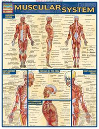 Imagen de portada: Muscular System 1st edition 9781572224971