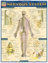 صورة الغلاف: Nervous System 1st edition 9781572224988