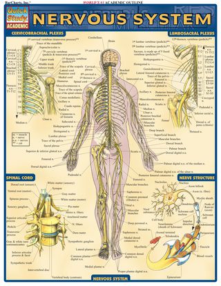 Imagen de portada: Nervous System 1st edition 9781572224988