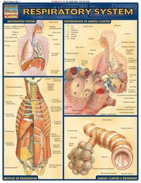 صورة الغلاف: Respiratory System 1st edition 9781572225923