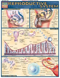 Cover image: Reproductive System 1st edition 9781572225459