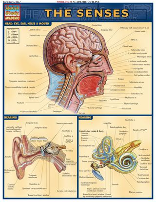 Cover image: Senses 1st edition 9781572224995