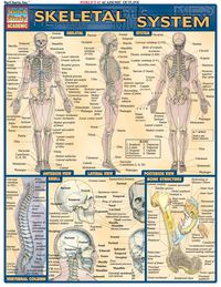 صورة الغلاف: Skeletal System 1st edition 9781572224957