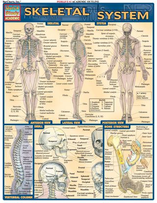Cover image: Skeletal System 1st edition 9781572224957