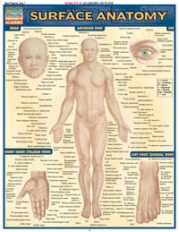 表紙画像: Surface Anatomy 1st edition 9781572228146