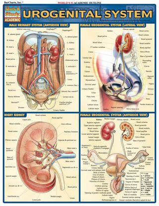 Imagen de portada: Urogenital System 1st edition 9781572227934