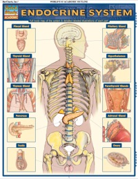 Cover image: ENDOCRINE SYSTEM REFERENCE GUIDE 9781423215004