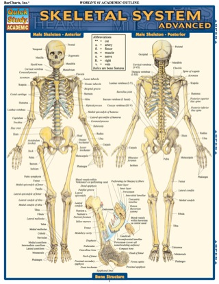 Cover image: SKELETAL SYSTEM ADVANCED REFERENCE GUIDE 9781423215103