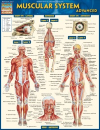 Cover image: MUSCULAR SYSTEM ADVANCED STUDY GUIDE 9781423217725