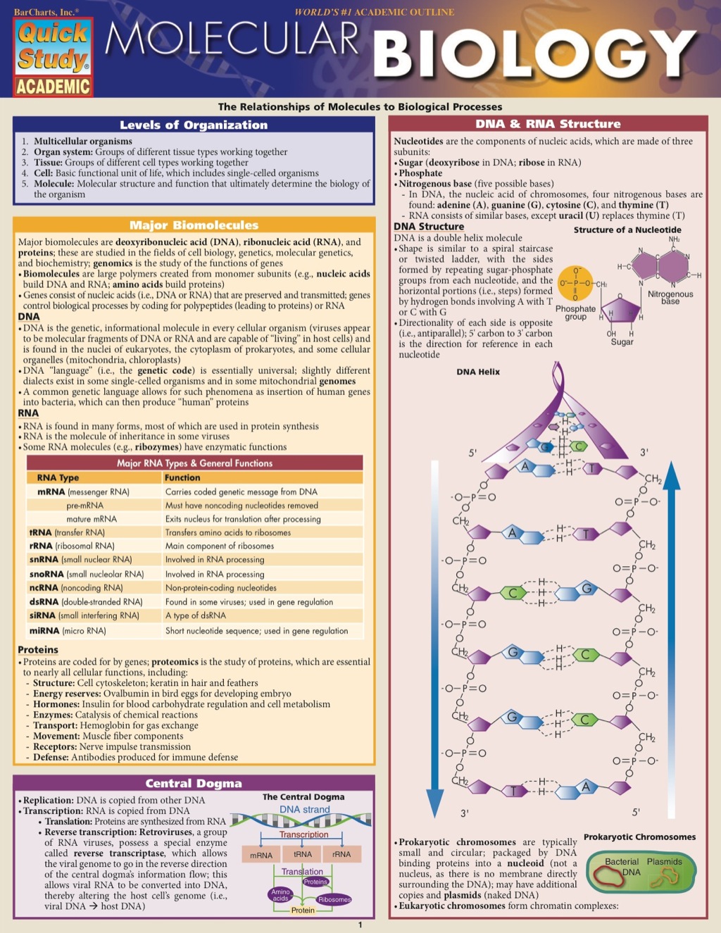 MOLECULAR BIOLOGY   STUDY GUIDE