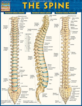 Cover image: QUICKSTUDY-THE SPINE 1st edition 9781423220480