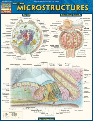 Cover image: Anatomy Microstructures 9781423224150