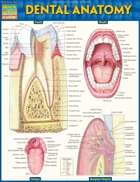 صورة الغلاف: Dental Anatomy 9781423233107