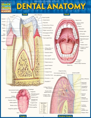 表紙画像: Dental Anatomy 9781423233107