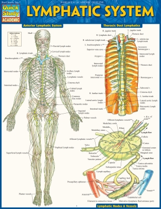 Cover image: Lymphatic System 9781423233183