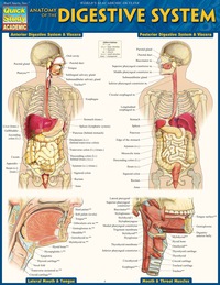 Imagen de portada: Anatomy of the Digestive System 9781423234623