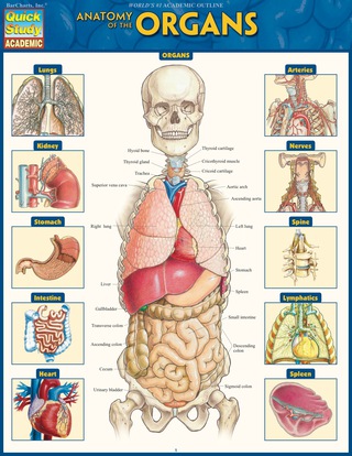 Cover image: Anatomy of the Organs 1st edition 9781423234630