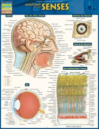 Cover image: Anatomy Of The Senses 9781423234647