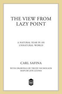 Cover image: The View from Lazy Point 9781250002716