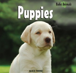Cover image: Puppies 9781404241435