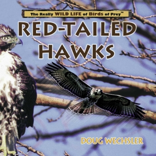 Cover image: Red- Tailed Hawks 9780823955961