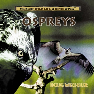 Cover image: Ospreys 9780823955978