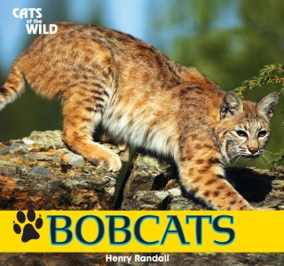 Cover image: Bobcats 9781448825202