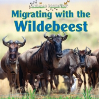 صورة الغلاف: Migrating with the Wildebeest 9781448825448