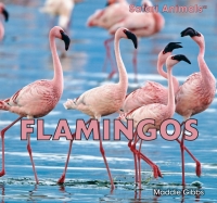 Imagen de portada: Flamingos 9781448831845