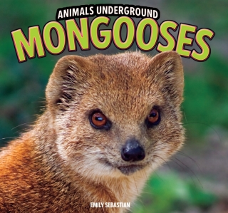 表紙画像: Mongooses 9781448849567