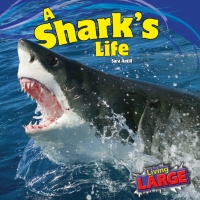 Cover image: A Shark’s Life 9781448849819