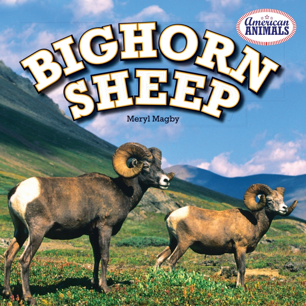 Bighorn Sheep