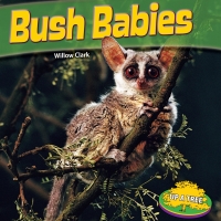 Imagen de portada: Bush Babies 9781448861880