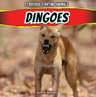 Omslagafbeelding: Dingoes 9781448896752