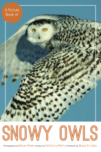 صورة الغلاف: A Picture Book of Snowy Owls
