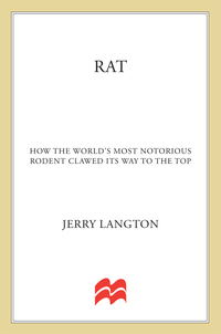 Cover image: Rat: How the World's Most Notorious Rodent Clawed Its Way to the Top 9780312363840