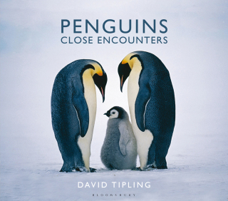 Immagine di copertina: Penguins 1st edition 9781472910004