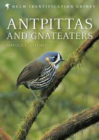 Titelbild: Antpittas and Gnateaters 1st edition 9781472919649