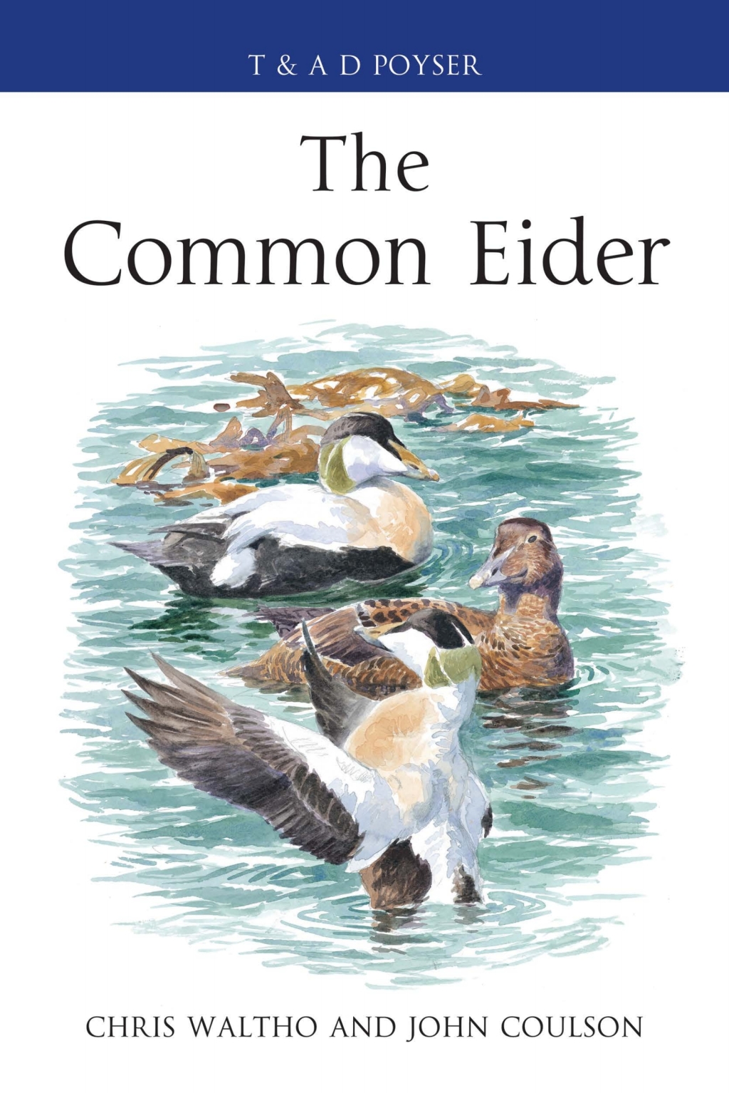The Common Eider - 1st Edition (eBook Rental)