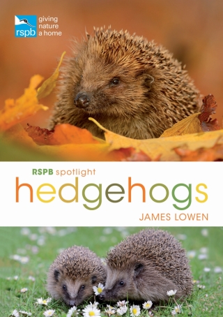 Cover image: RSPB Spotlight Hedgehogs 1st edition 9781472950086