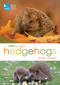 صورة الغلاف: RSPB Spotlight Hedgehogs 1st edition 9781472950086